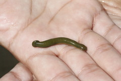 Limnobdella
