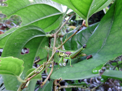 Sinopodisma kawakamii