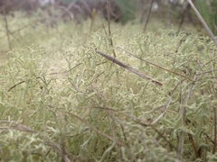 Cladonia arbuscula mitis
