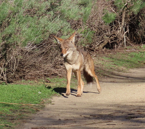 iNaturalist observation photo of Coyote