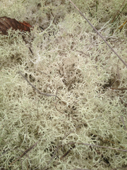 Cladonia arbuscula mitis