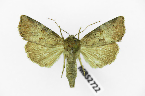 Rosy Minor