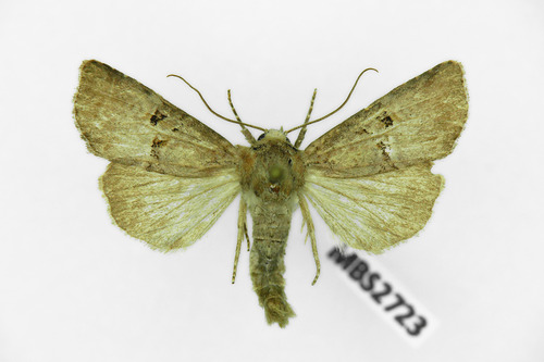 Rosy Minor