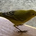 Nassau Pine Warbler - Photo (c) kls572000, some rights reserved (CC BY-NC)