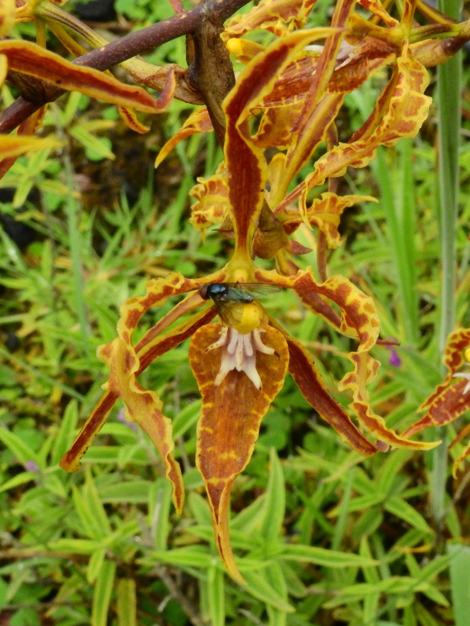 Cyrtochilum angustatum (Lindl.) Kraenzl. 3