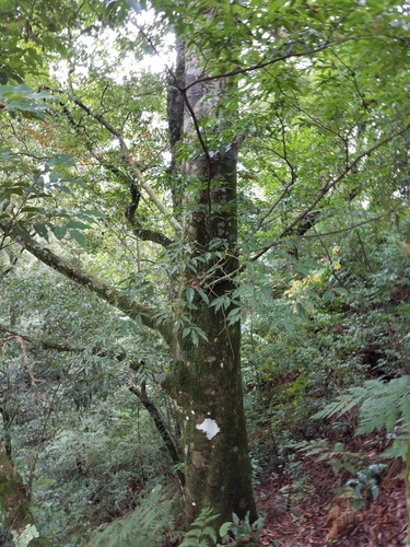 Image of Fagus mexicana by (c) Alan Rockefeller, some rights reserved (CC BY)