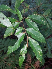 Fagus mexicana