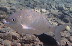 Arabian Pinfish photo 2