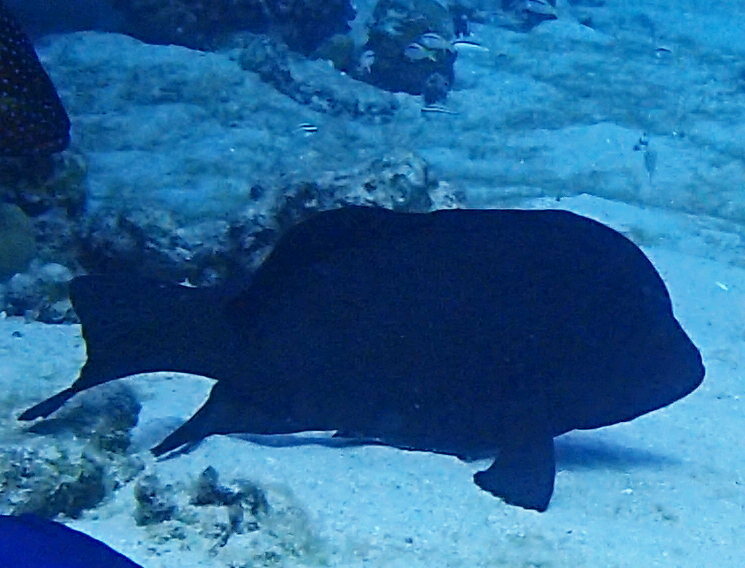 Redmouth grouper