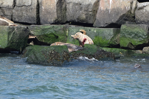 Atlantic Grey Seal photographed in Delaware