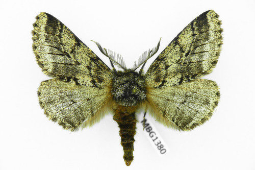 Brindled Beauty Moth