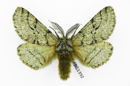 Brindled Beauty Moth