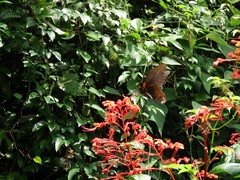 Papilio memnon heronus