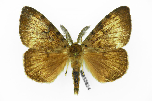Spongy Moth, photo 6 of 10