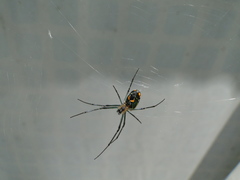 Leucauge