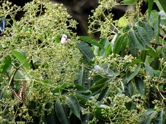 Graphium doson postianus