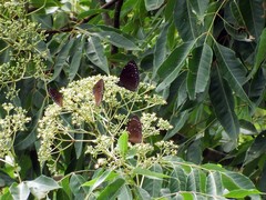 Euploea tulliolus koxinga