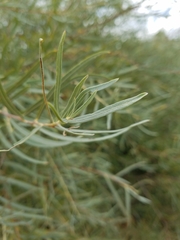 Salix exigua