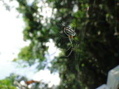 Leucauge