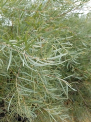 Salix exigua