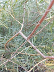 Salix exigua