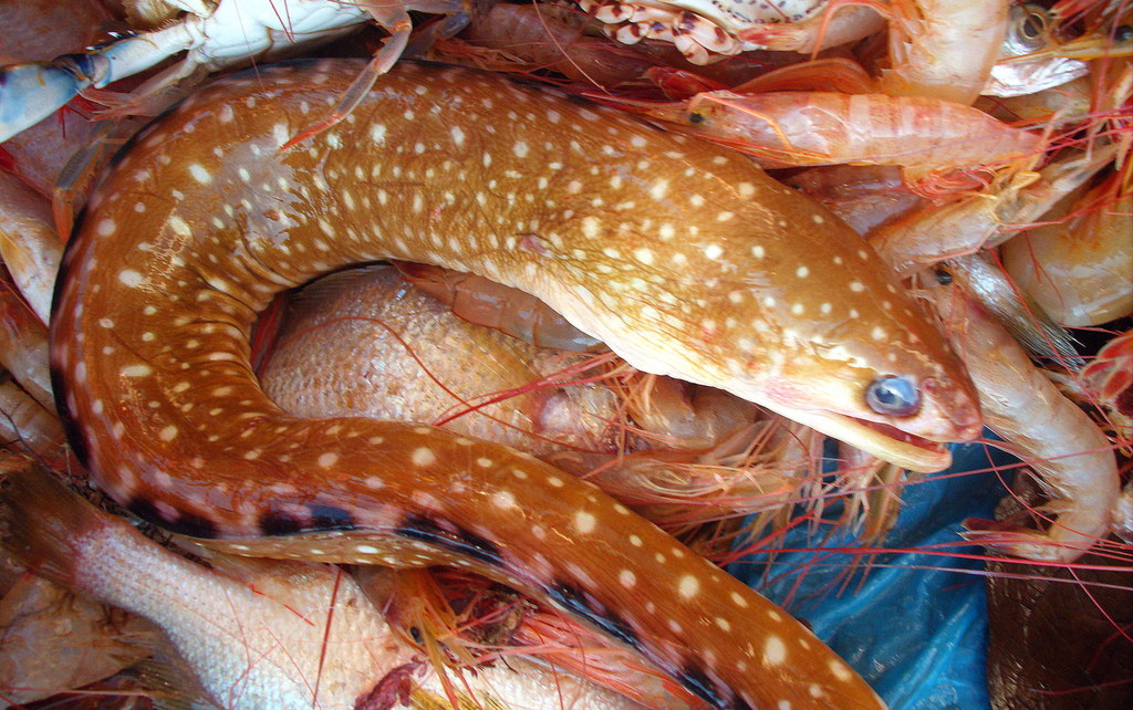 Ocellated Moray