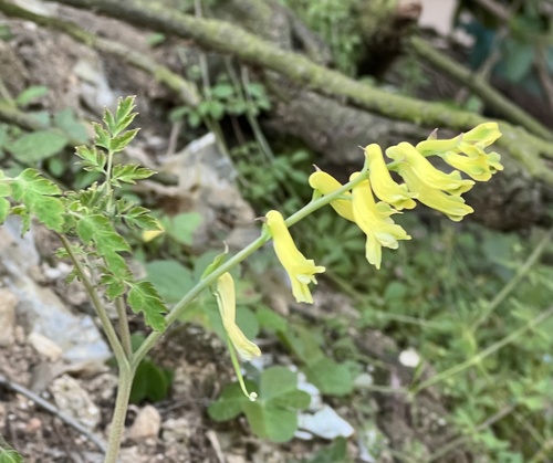 Corydalis balansae iNat (3)