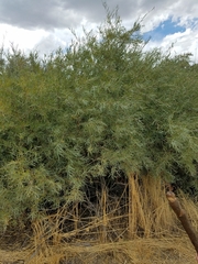 Salix exigua