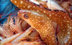 Gymnothorax ocellatus