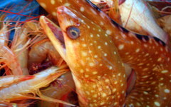 Gymnothorax ocellatus