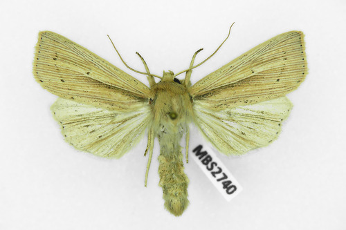Southern Wainscot, photo 4 of 10
