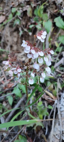 Begonia heracleifolia