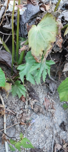 Begonia heracleifolia