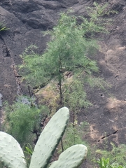 Asparagus umbellatus subsp. lowei image