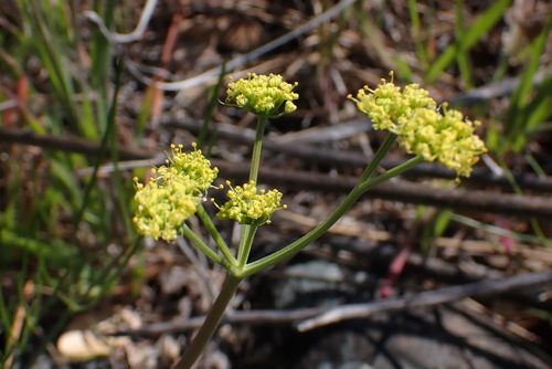 Image of Lomatium caruifolium by no rights reserved