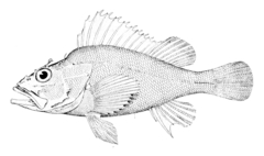 Highfin Scorpionfish photo 2
