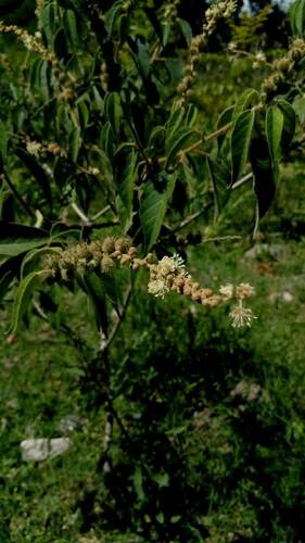 Croton saltensis
