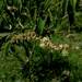 Croton saltensis - Photo (c) arapanza,  זכויות יוצרים חלקיות (CC BY-NC), הועלה על ידי arapanza