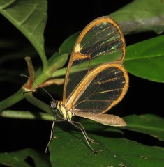 Episcada hymenaea
