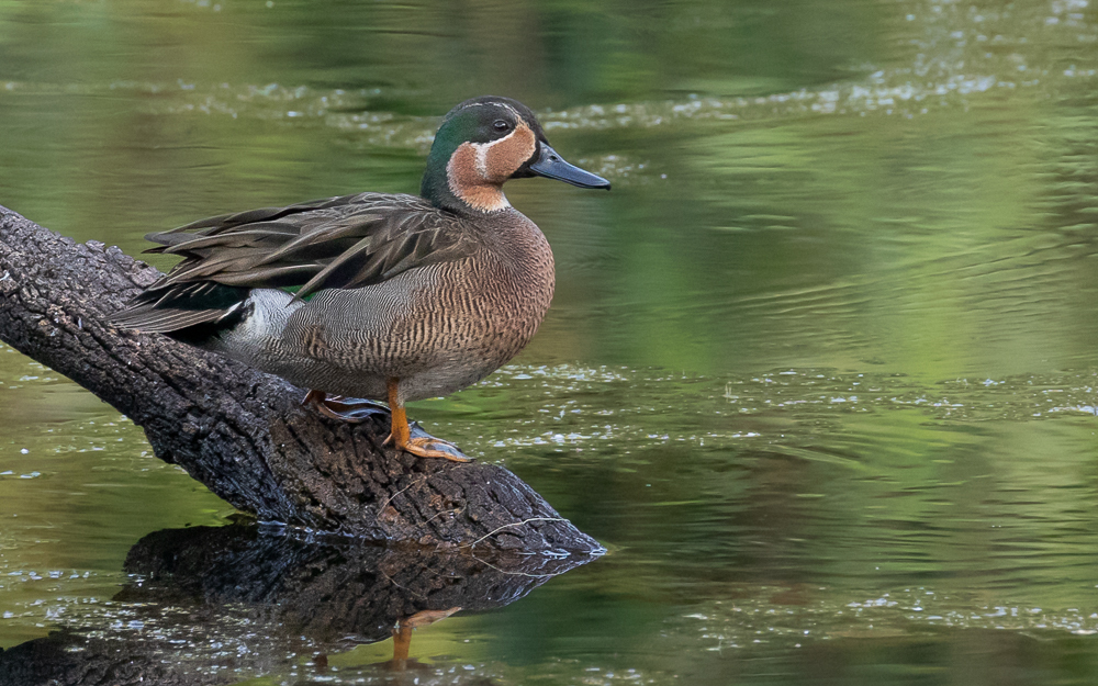 Mallards, Teal, Pintails and Allies × Shovelers and Allies