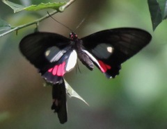 Parides vertumnus