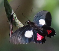 Parides vertumnus