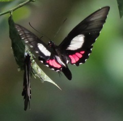 Parides vertumnus