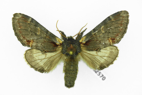 Iron Prominent