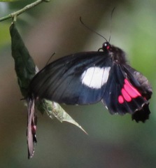 Parides vertumnus