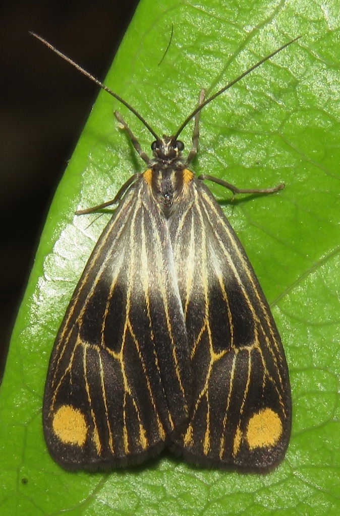 Polypoetes colana