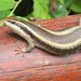 African Striped Skink - Photo no rights reserved