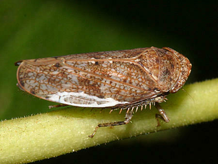 Paraphlepsius apertus