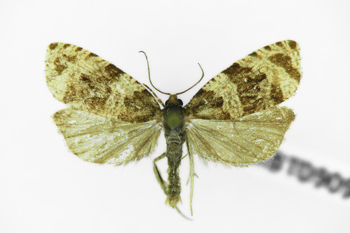 Dusky Leafroller Moth