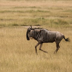 Connochaetes taurinus albojubatus